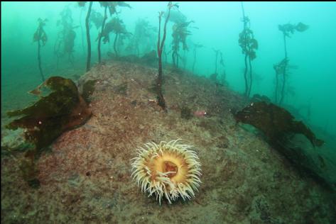 fish-eating anemone on the silty rock