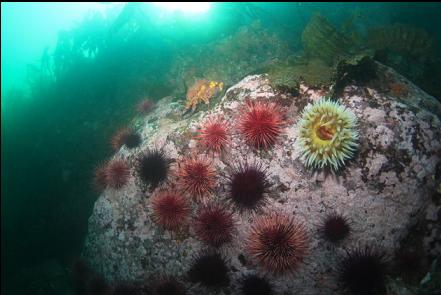 Puget Sound king crab, urchins and anemones