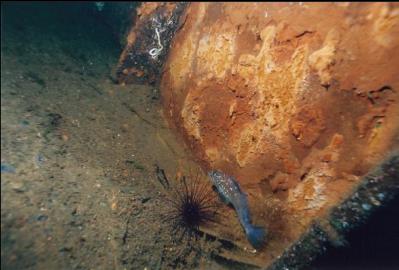 KELP GREENLING AND URCHIN