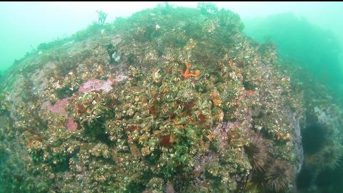 giant barnacles