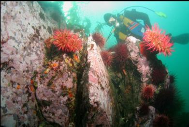 fish-eating anemones