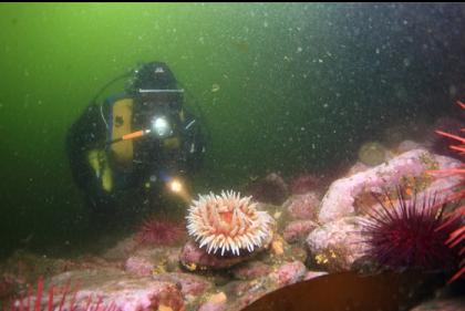 fish-eating anemone