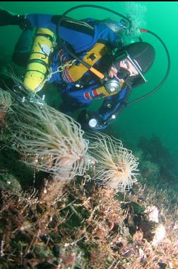 tube-dwelling anemones