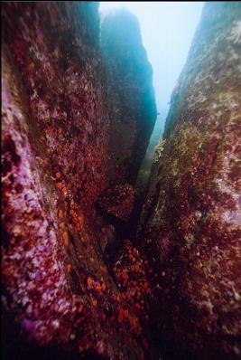 CUP CORALS IN CREVICE