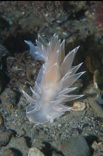 NUDIBRANCH