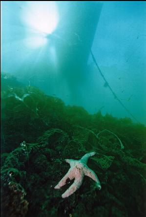 SEA STAR UNDER FLOATING DOCK