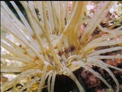 TUBE-DWELLING ANEMONE