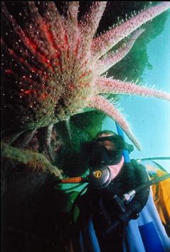 SUNFLOWER STAR ON WALL