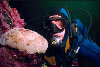 BIG NUDIBRANCH