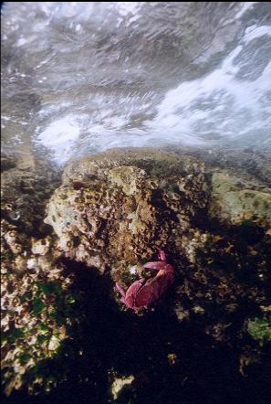 RED ROCK CRAB NEAR SURFACE