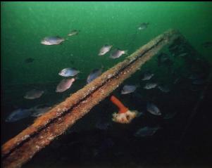 SCHOOL OF PERCH ON WRECK