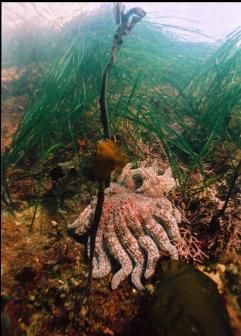 SUNFLOWER STAR AND SURF GRASS