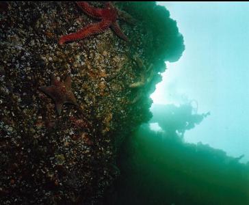 SMALL WALL OF SEASTARS