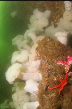 seastars and anemones