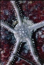 BRITTLE STAR