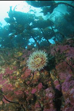 fish-eating anemone