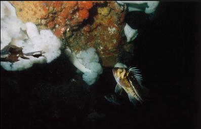 COPPER ROCKFISH BY WALL