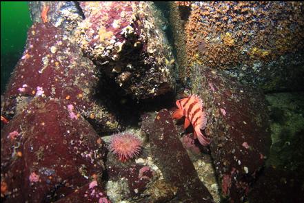 tiger rockfish