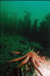 SUNFLOWER STAR ON SAND IN FRONT OF KNEES