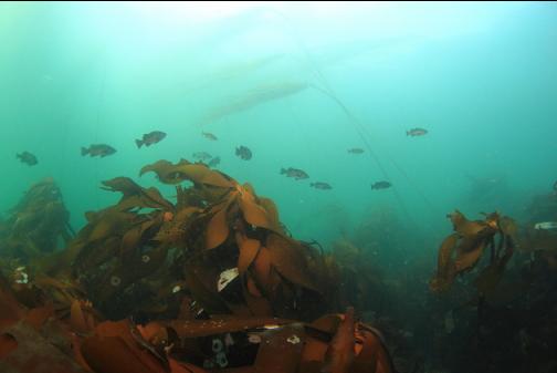 black rockfish