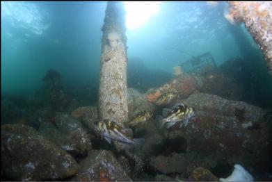 copper rockfish