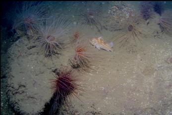 COPPER ROCKFISH AND TUBE-DWELLING ANEMONES