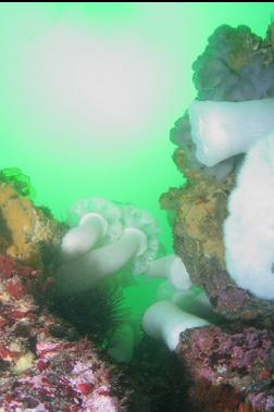 PLUMOSE ANEMONES