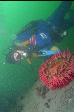 FISH-EATING ANEMONE