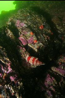 PAINTED GREENLING