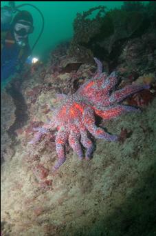 SUNFLOWER STAR ON SILTY WALL