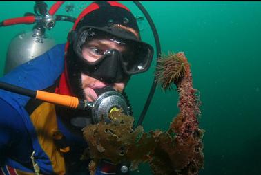 brooding anemone on kelp stalk