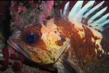 quillback rockfish