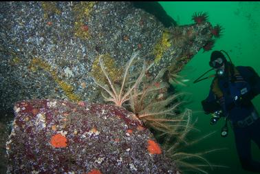 feather stars