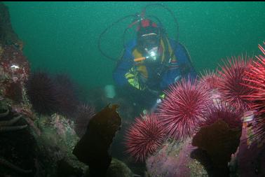 urchins at point