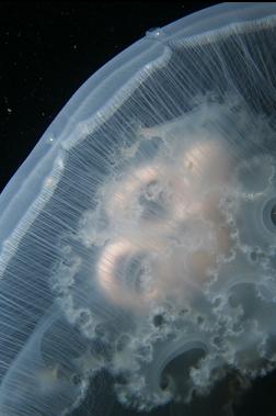 moon jelly