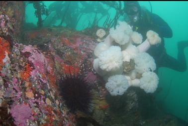 anemones in canyon