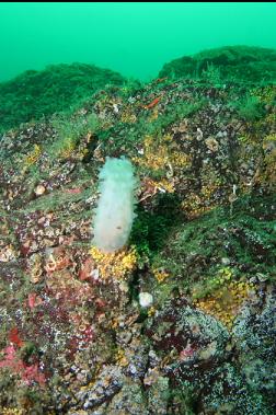 crystal tunicate