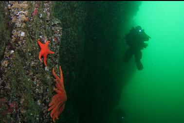 seastars on wall