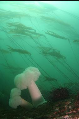 anemones, urchin and kelp