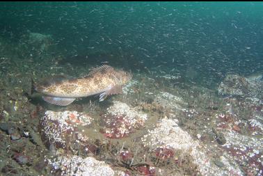 lingcod and mysid shrimp