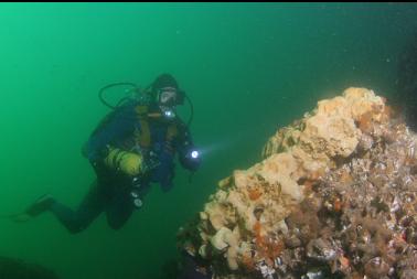 sponge on boulder