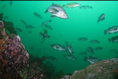 rockfish at top of wall