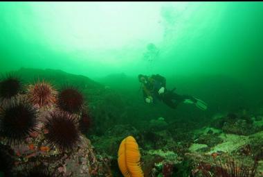 sea pen and urchins