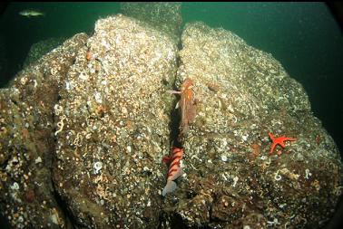 rockfish on rock pyramid