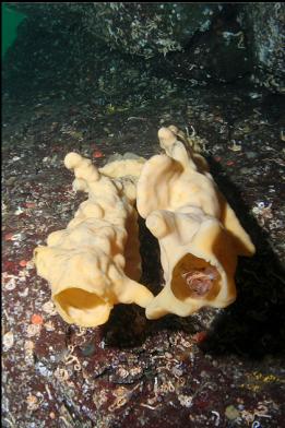 rockfish in cloud sponge