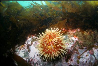 fish-eating anemone