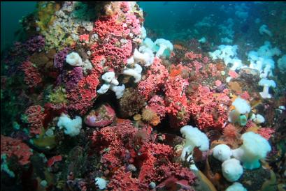 anemones and hydrocoral