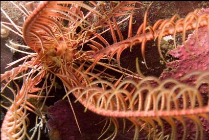 feather star