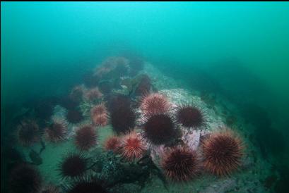 urchins 60 feet deep