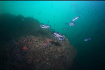 black rockfish next to wall